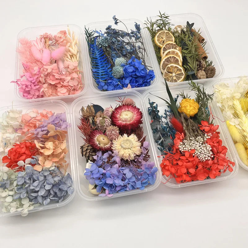 1box Natural Dried Flowers