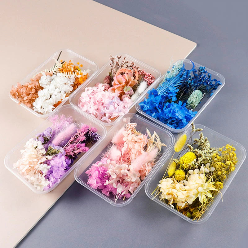 1box Natural Dried Flowers